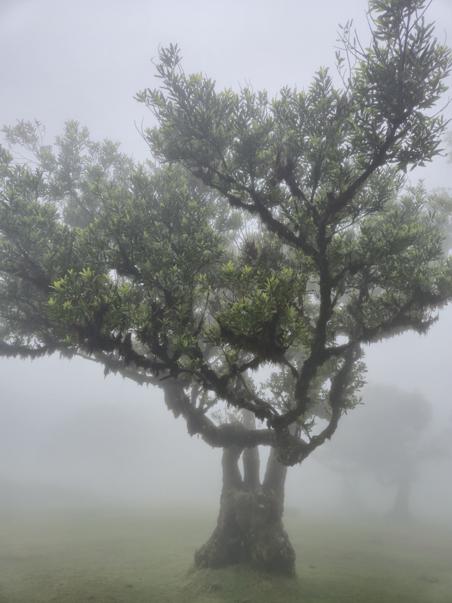 Oeroude laurierboom in Fanal, gehuld in mist